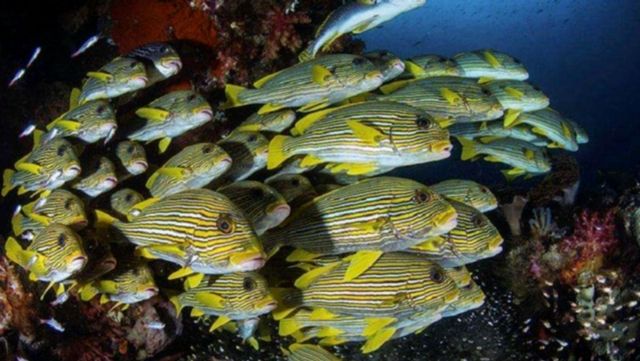 科莫多島旅遊必看攻略!! 科莫多島旅遊必看攻略!!