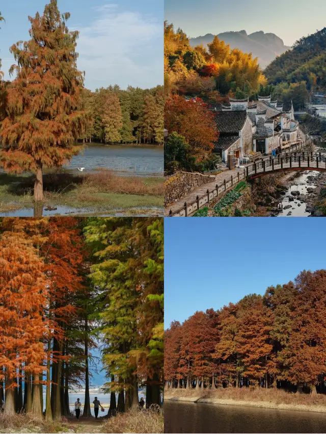 The Siming Lake Metasequoia Wetland has become a new favorite for romantic autumn viewing