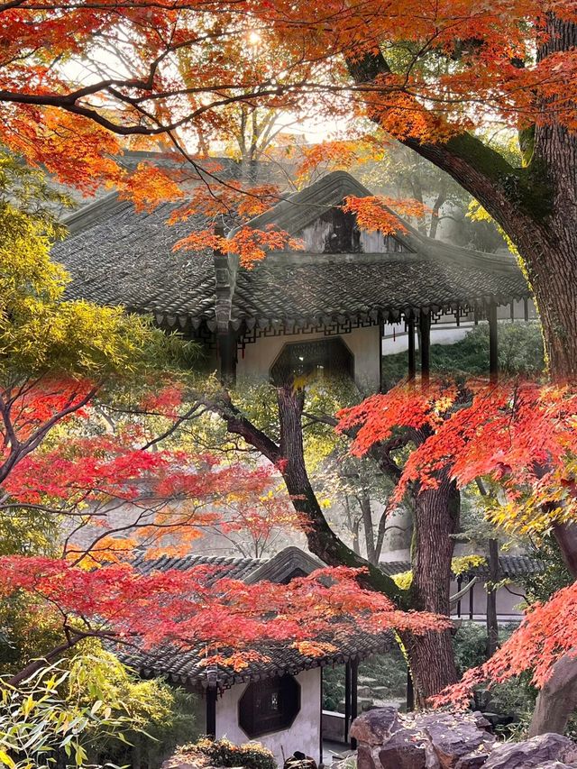 光影園林|與秋同肅！留園