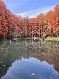 武漢小眾賞水杉地,讓你擺脫城市疲憊