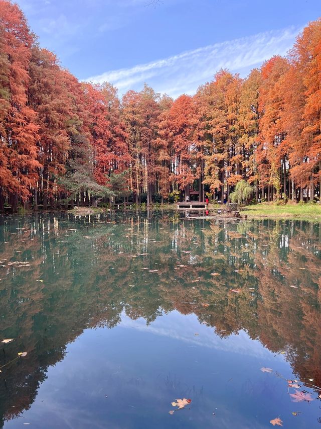 武漢小眾賞水杉地,讓你擺脫城市疲憊 武漢小眾賞水杉地,讓你擺脫城市疲憊