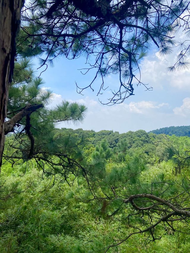 在佛山！西樵山！來一場冒險的叢林飛躍吧