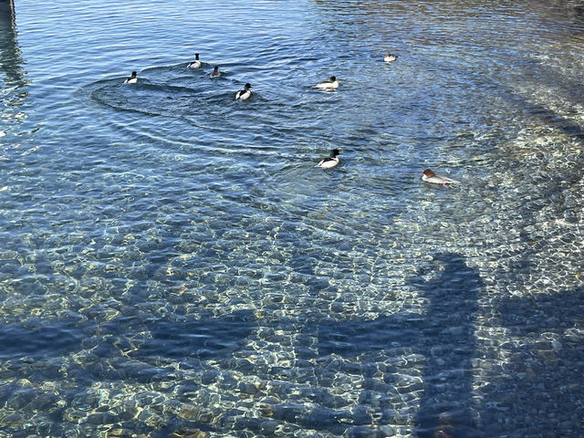 在蒙特勒湖邊漫步