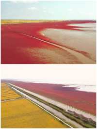 紅色海灘黃色稻田，紅黃相映舉世無雙