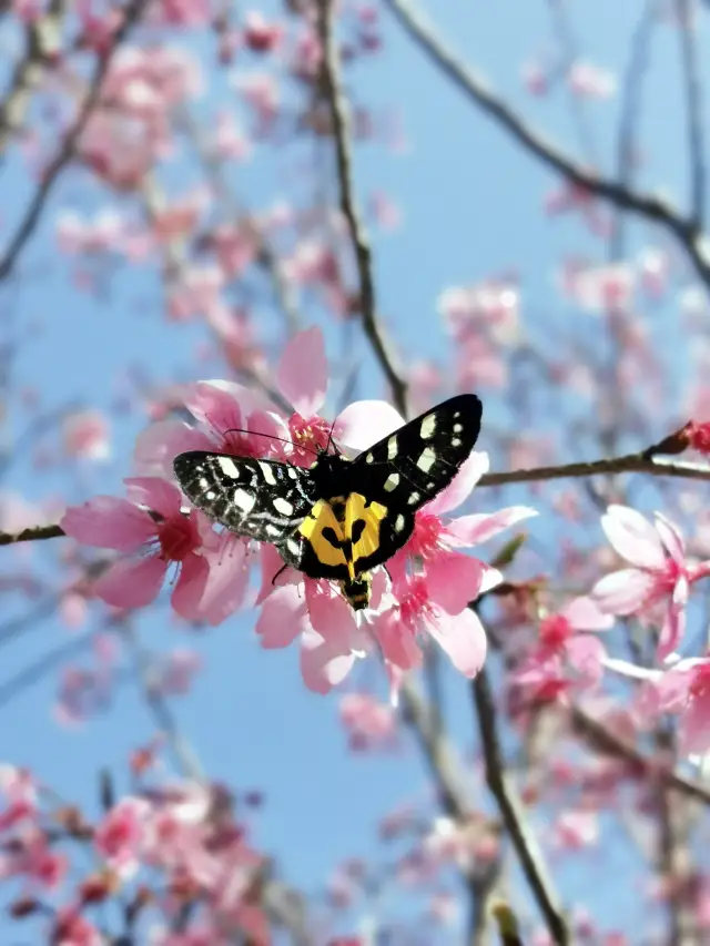 Exploring Shenzhen: Sanzhoutian Cherry Blossoms
