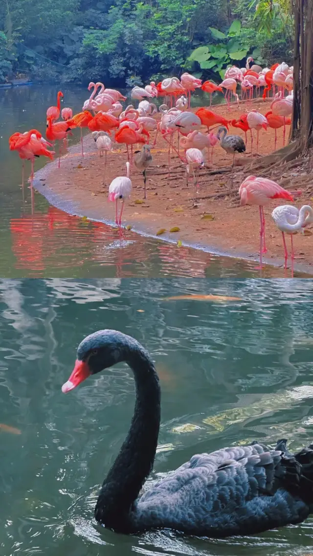 Detailed Guide to Guangzhou Zoo