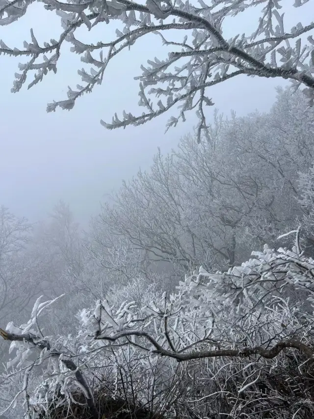 The rime on Zijin Mountain in Nanjing is stunningly beautiful, almost no one, enjoy the beauty alone!