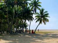 沙灘、陽光、海浪、椰子～東郊椰林