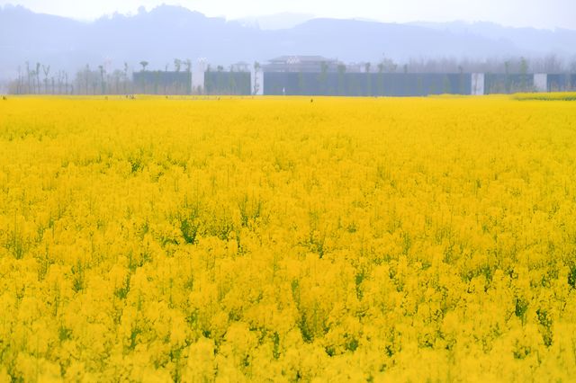 彭山五湖四海油菜花海，花開正艷