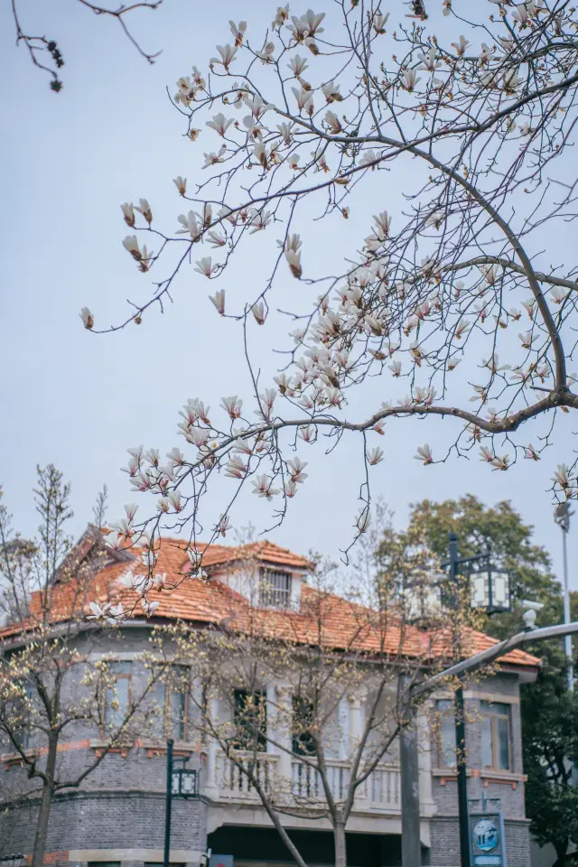 When the magnolias in Suzhou's Shizi Street begin to bloom, the beauty is simply breathtaking