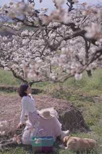 不負好春光，趕一場杏花微雨