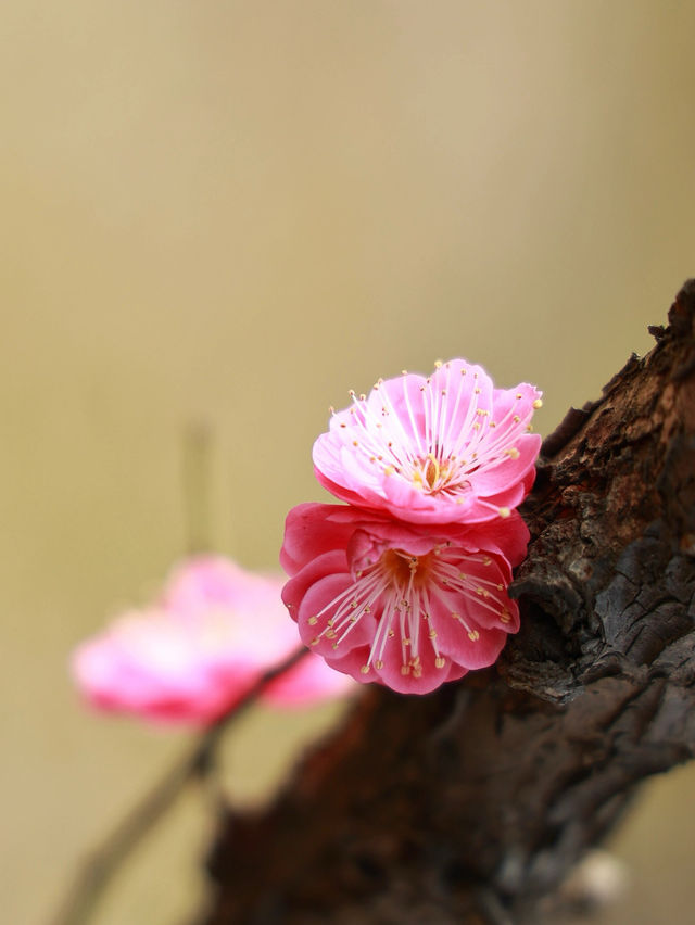 春天的約定：去宜興屺山看梅花