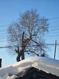 橫道河子|林海雪原裡的世外桃源