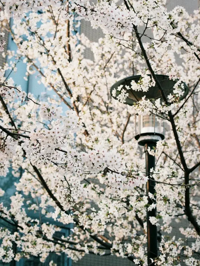 武汉大学の桜+グルメツアー