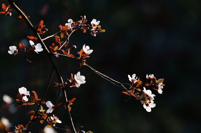 【春意盎然，假日裡讓我們一起蕩起雙槳】