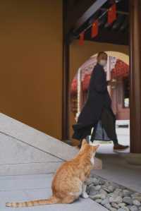 上海玉佛禪寺｜除了求願靈驗還有一個“大橘”的貓