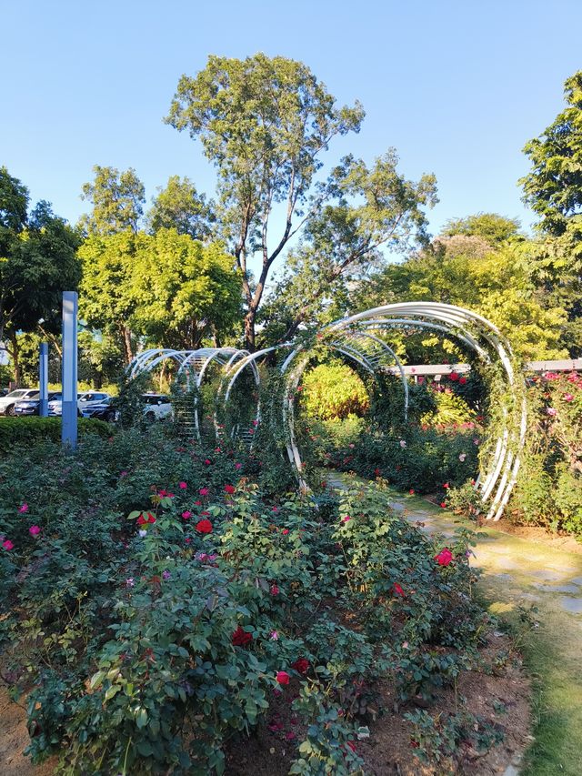 深圳香蜜湖公園