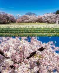 鰐塚の桜と実相寺の桜🌸