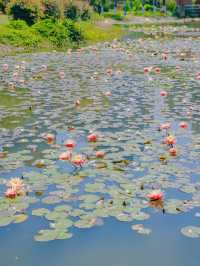 春分，莆田版莫奈花園已經上線