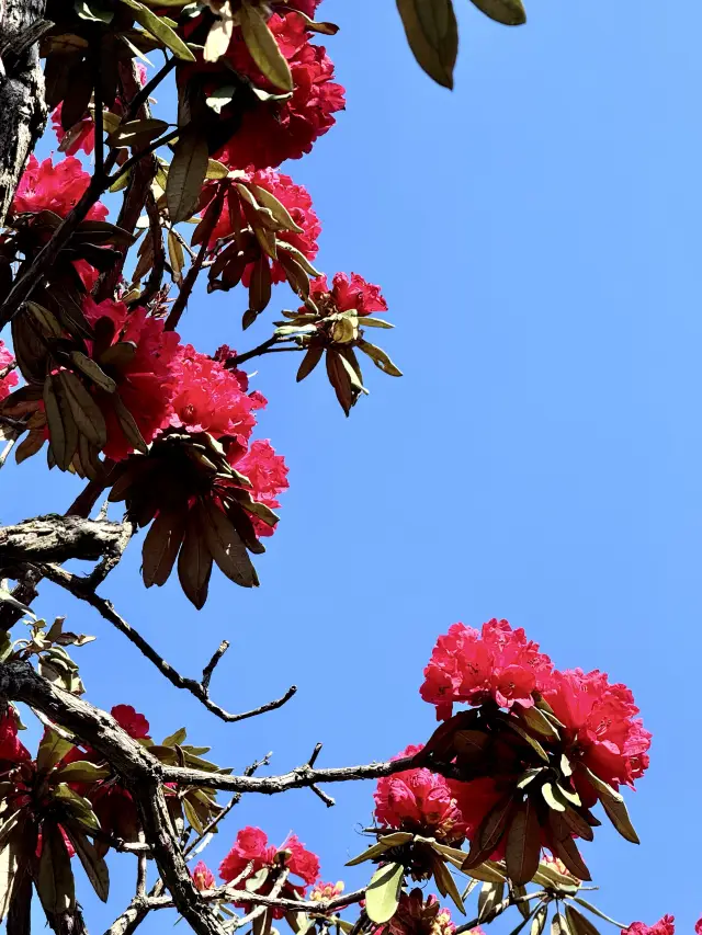 Spring in Guizhou, a sea of azaleas, have you ever seen such a splendid and colorful fairyland?