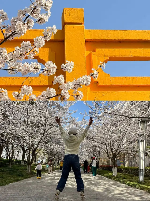 高東桜花祭り、遊びに来てください