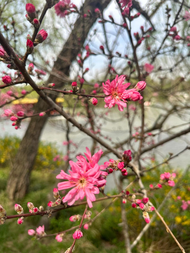 江蘇揚州瘦西湖｜山水極樂人間