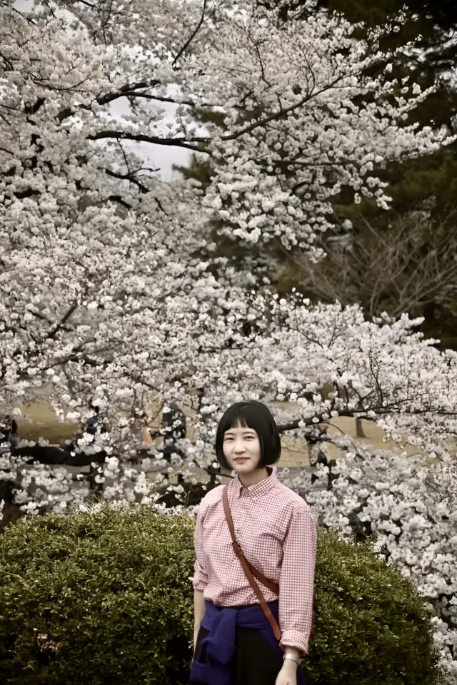 일본 신주쿠교엔｜가장 아름다운 벚꽃을 감상하세요