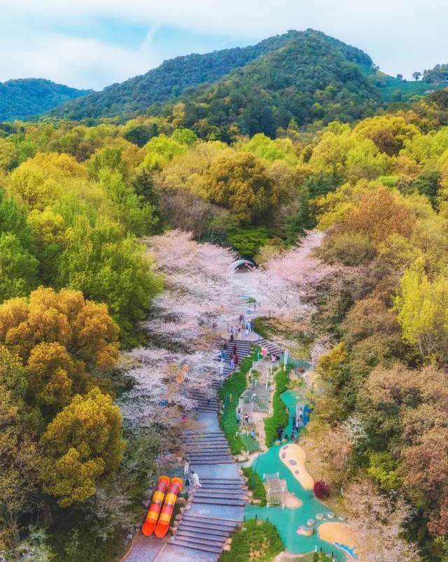 杭州で花見｜桜の季節の最後の狂乱：少年児童遊園地