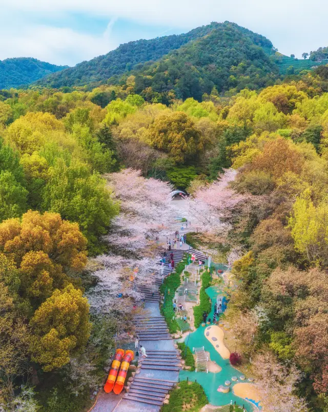 杭州賞花｜櫻花季最後的瘋狂：少年兒童樂園