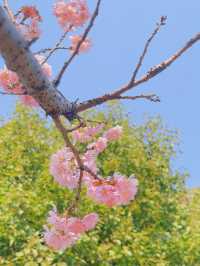 在上海的顧村公園，空氣都是櫻花味的