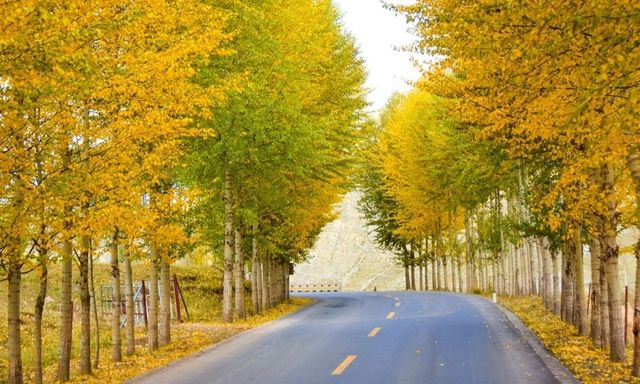 私藏小眾賞秋地|秋色繽紛，彩林斑斕，這裡是真正的景美人少！