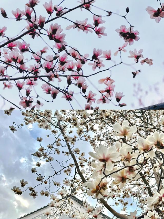 長春觀玉蘭花～我幫你們去看了！
