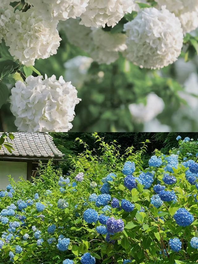 武漢春日賞花攻略拍照很出片，踏青賞花好去處