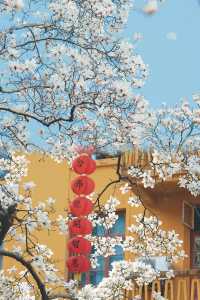 春日的杭州浪漫成畫，一起共赴這場粉色浪漫