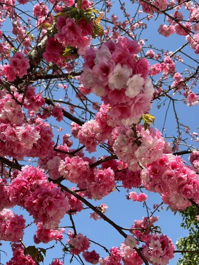 大雲南的春天「醉」在櫻花樹下