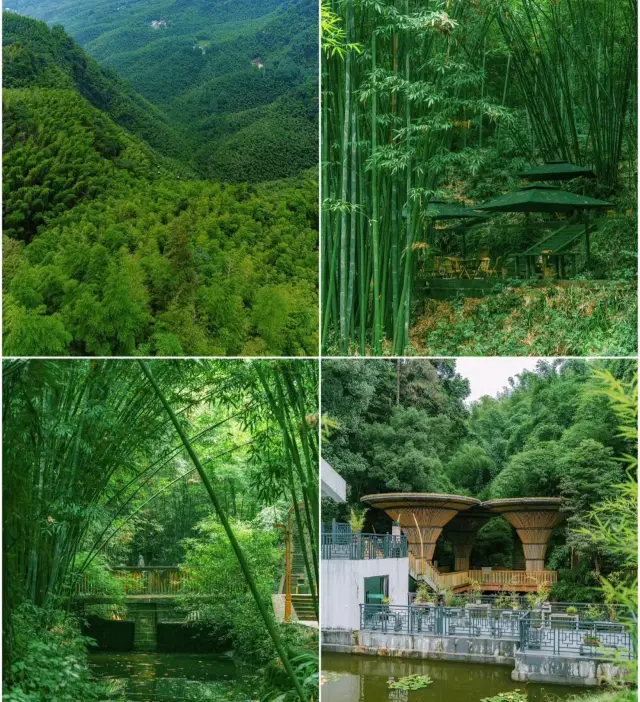 Shunan Bamboo Sea in Yibin