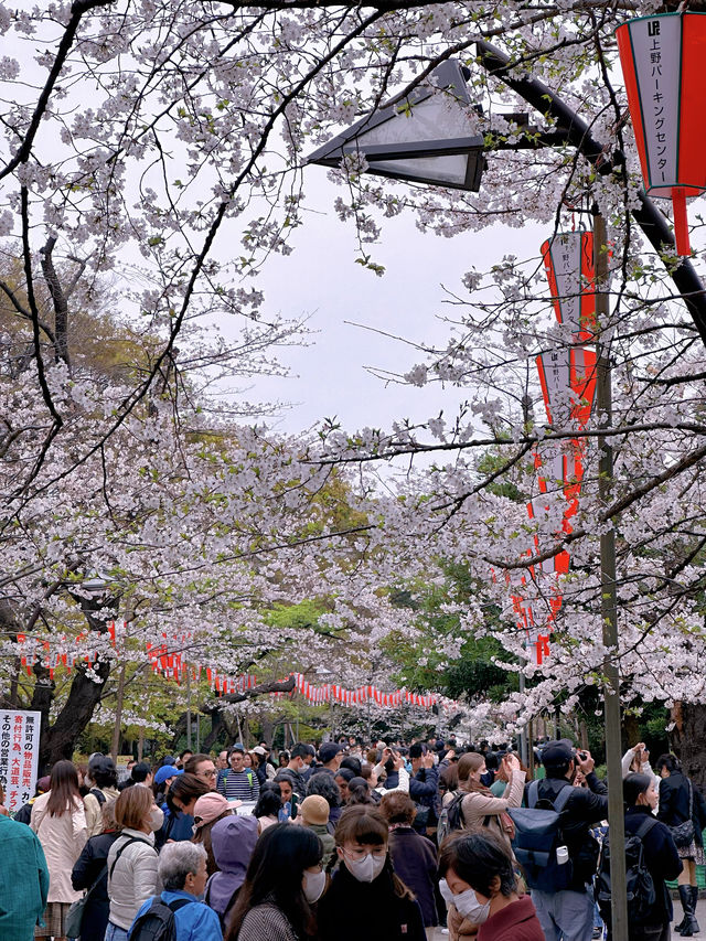 東京傳統賞櫻勝地，名單裡怎麼能少了它！