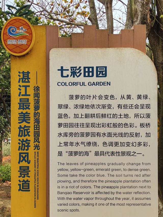 玩轉湛江｜菠蘿的海
