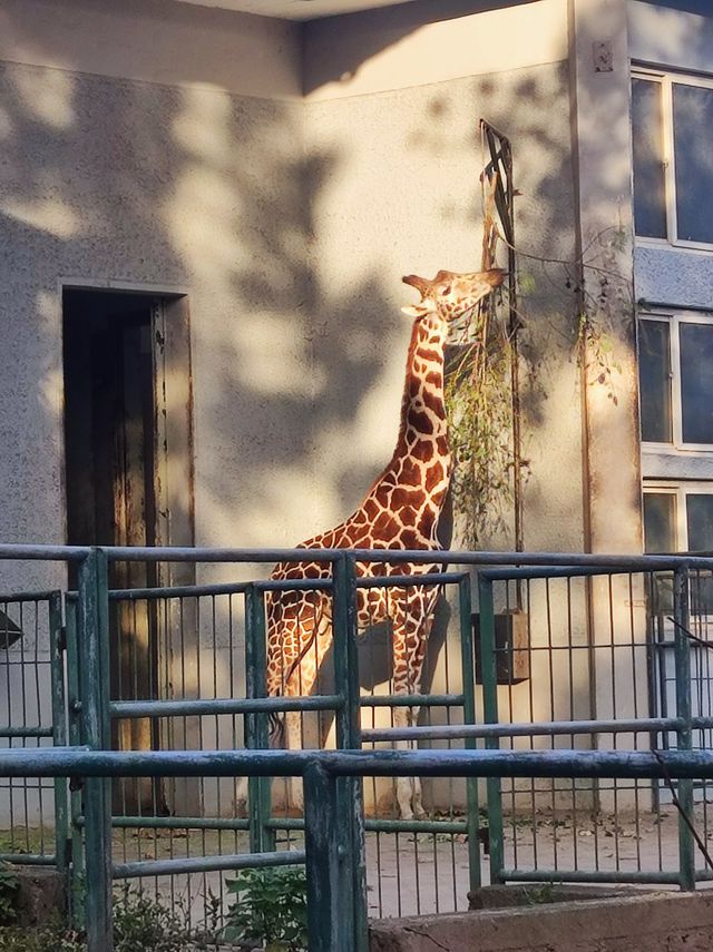上海動物園從沒讓我失望過