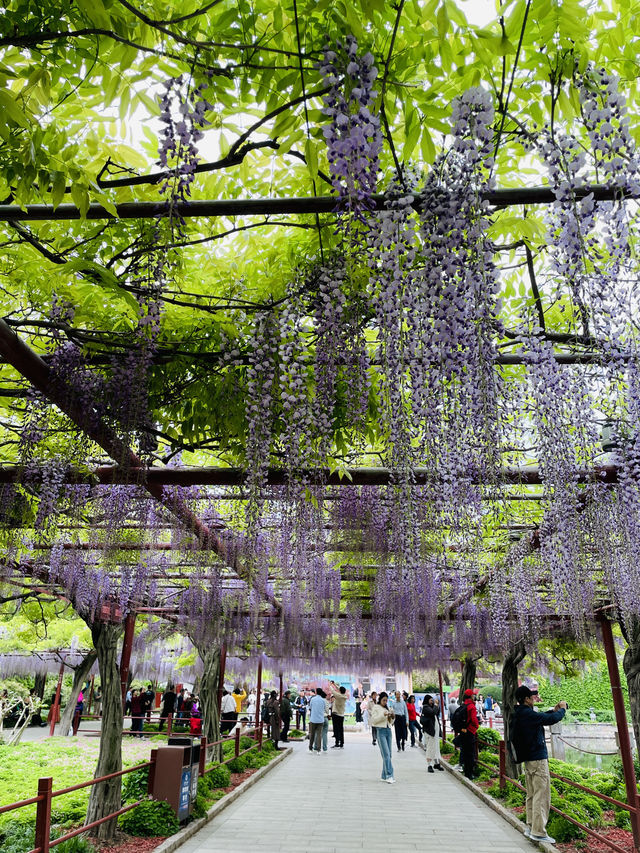 上海週末去哪裡｜嘉定紫藤園賞紫藤花