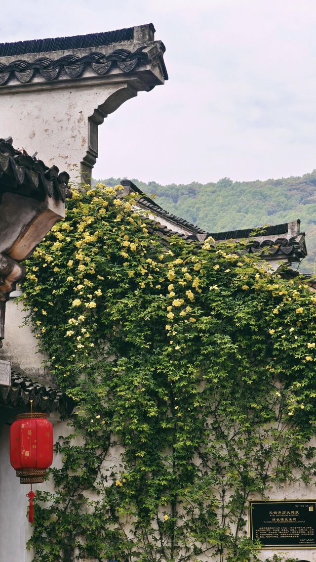 無錫的神秘花園：黃木香瀑布與吟園