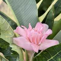 Tropical fruits you have never seen 