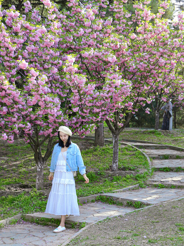 北京封神般春天櫻花谷的神樹真的美到失語啊