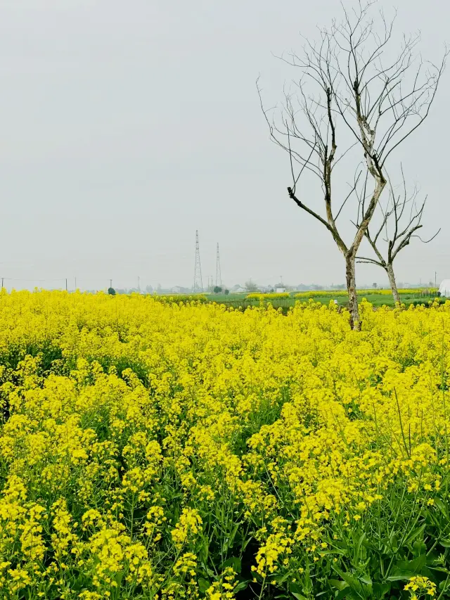 Rapeseed flowers can be seen everywhere in the south of the Yangtze River