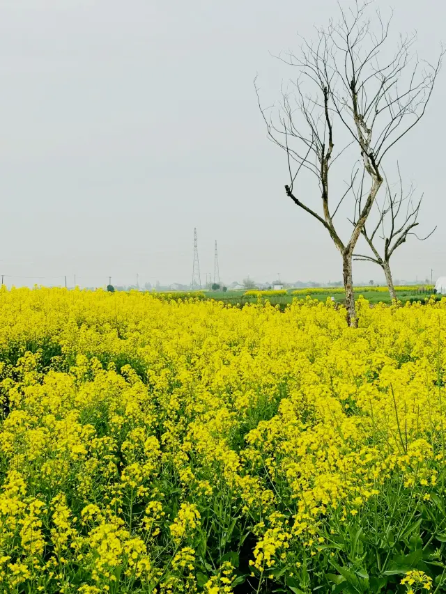 江南の菜の花はどこにでも見られます