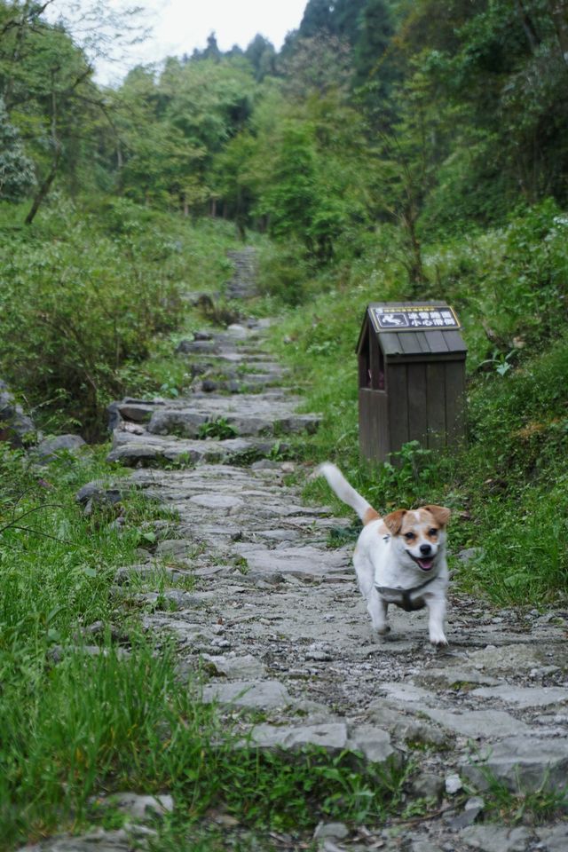 <《國家地理》沒騙我！四川這個森林秘境太美