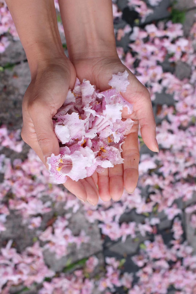 赴約常熟清涼寺百年楸樹開花
