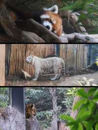 南京|這裡就是動物們的歡樂世界啊！