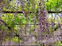 嘉定紫藤園你玩得可真花啊！