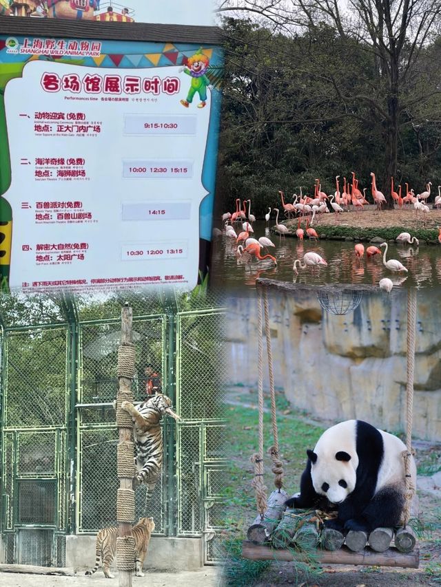 上海野生動物園攻略：春日親子遊，歡樂無限！